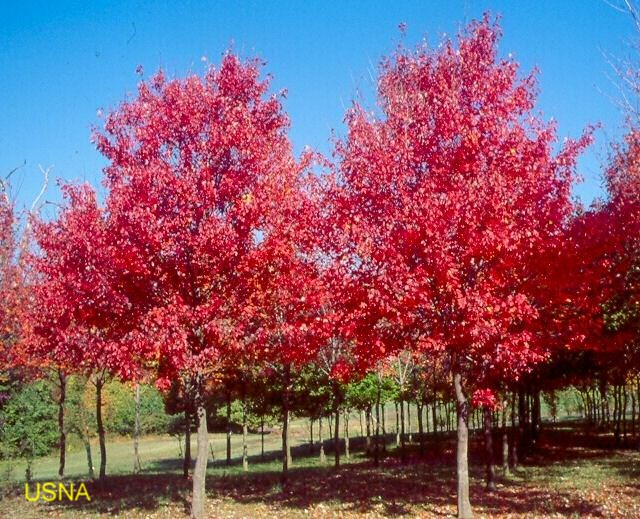 Acer rubrum 'Sun Valley' / Acer rubrum 'Sun Valley'