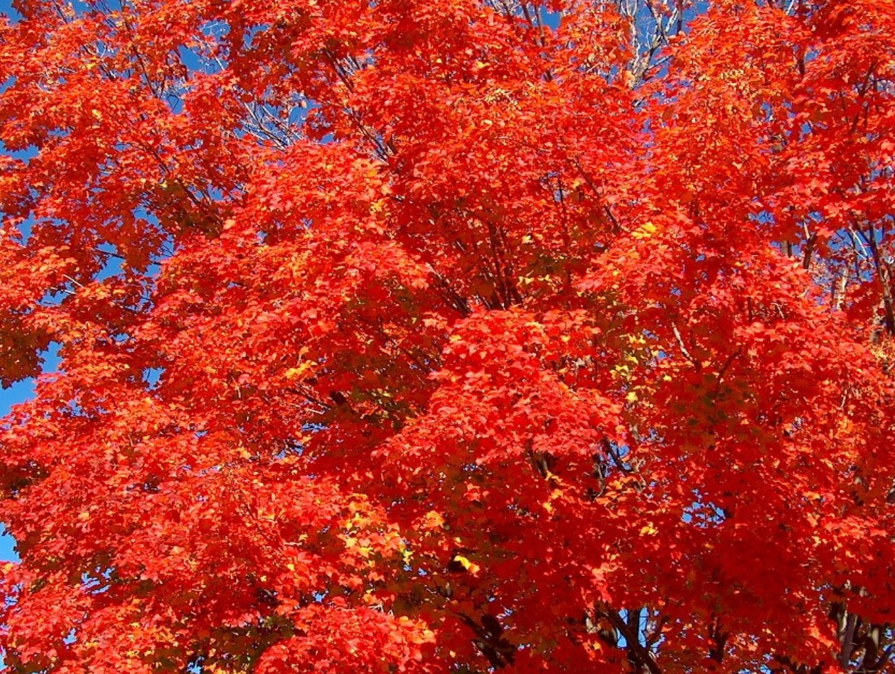 Acer rubrum / Acer rubrum