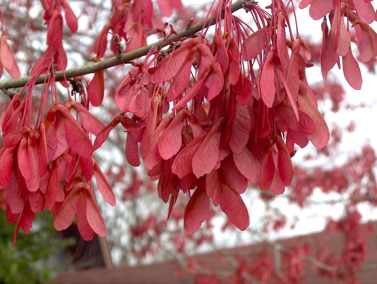 Acer rubrum var. drummondii / Acer rubrum var. drummondii