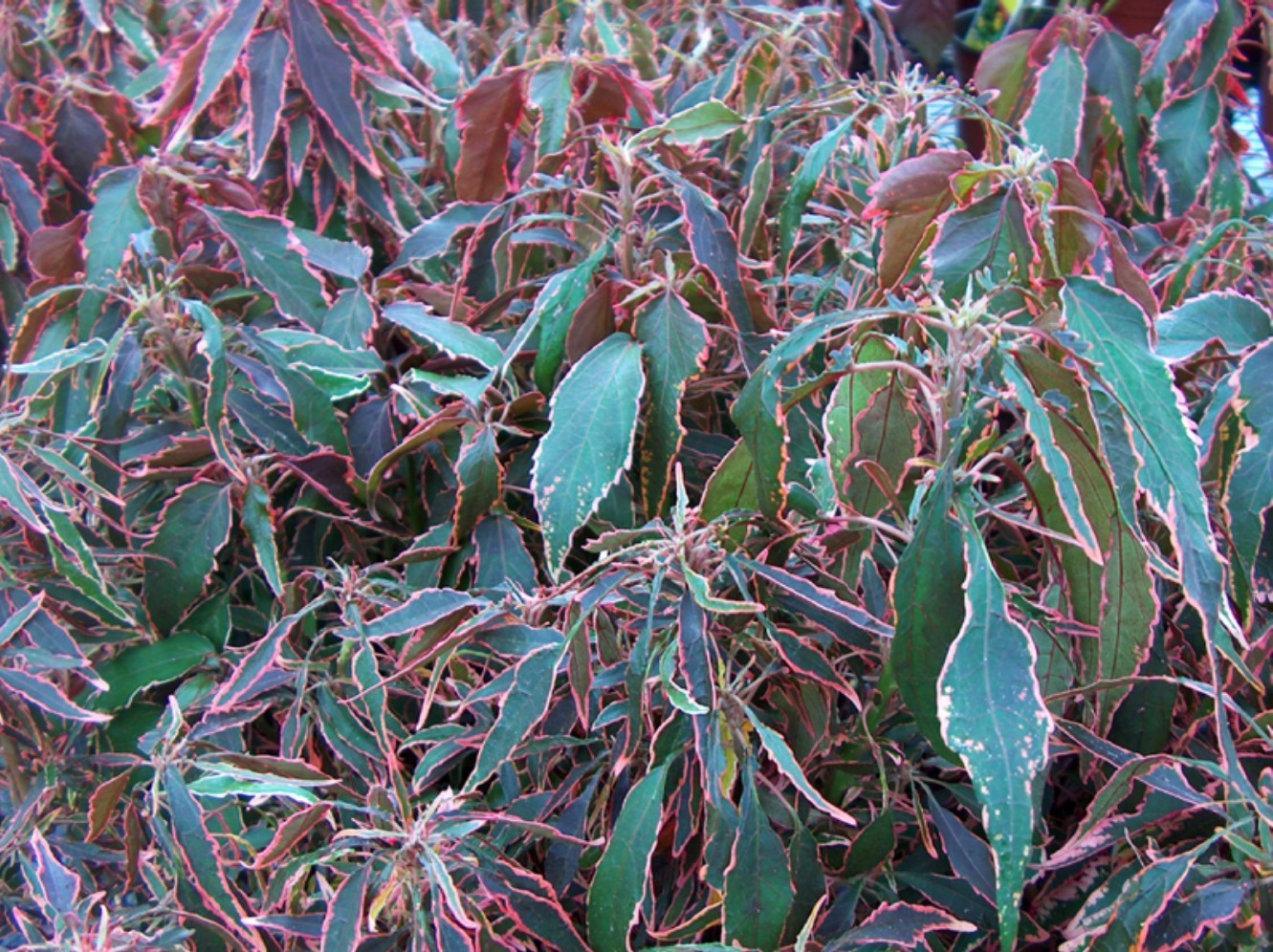 Acalypha wilkesiana 'Mardid Gras' / Mardi Gras Copper Plant