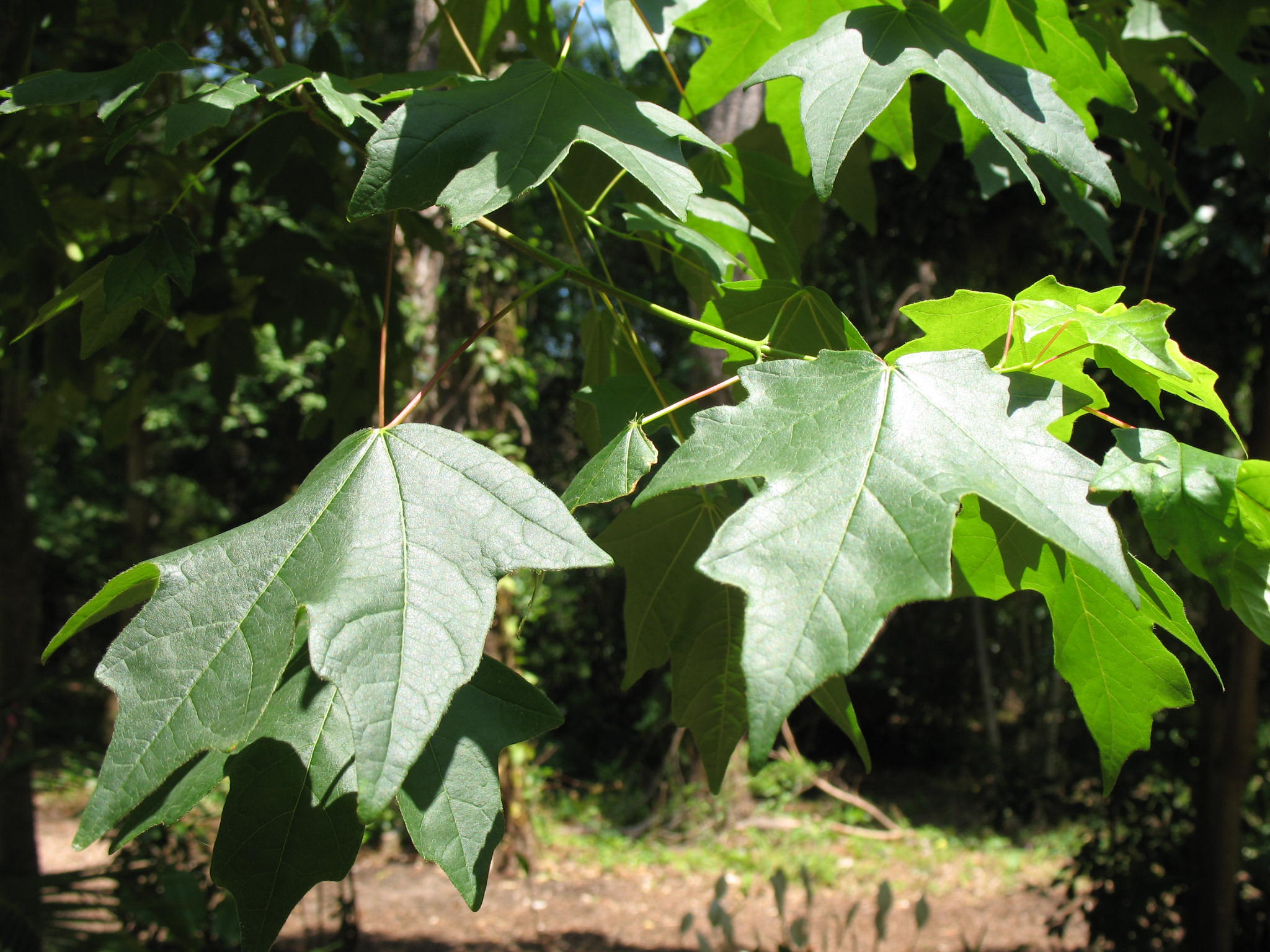 Acer leucoderme / Chalk Maple