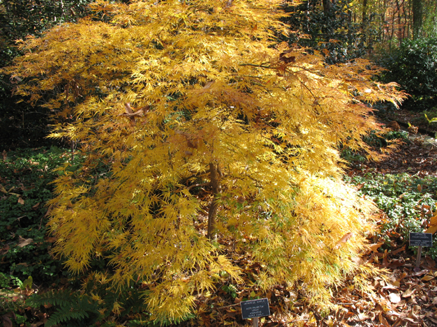 Acer palmatum 'Viridis'  / Japanese Maple