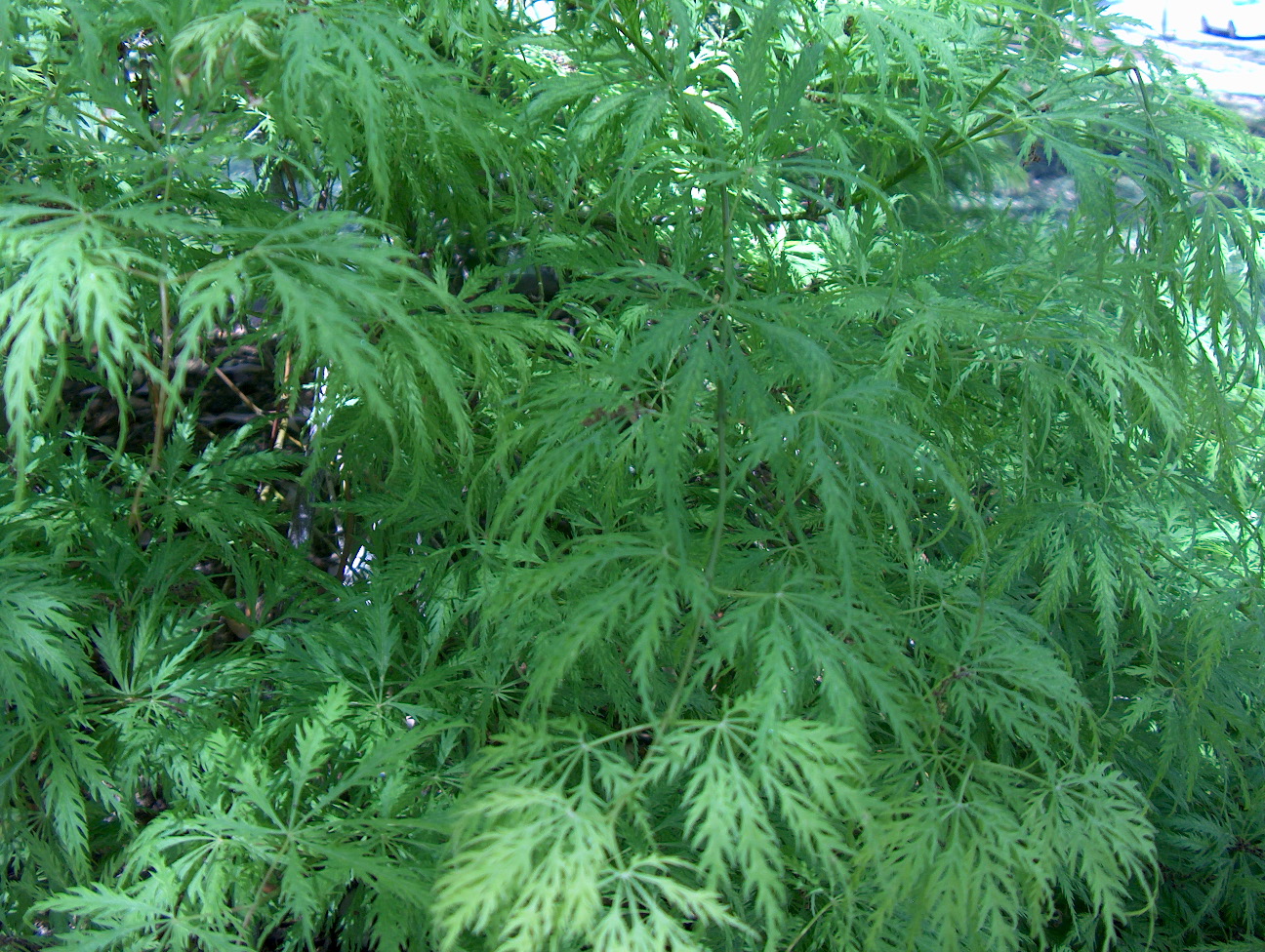 Acer palmatum dissectum 'Filigree' / Acer palmatum dissectum 'Filigree'