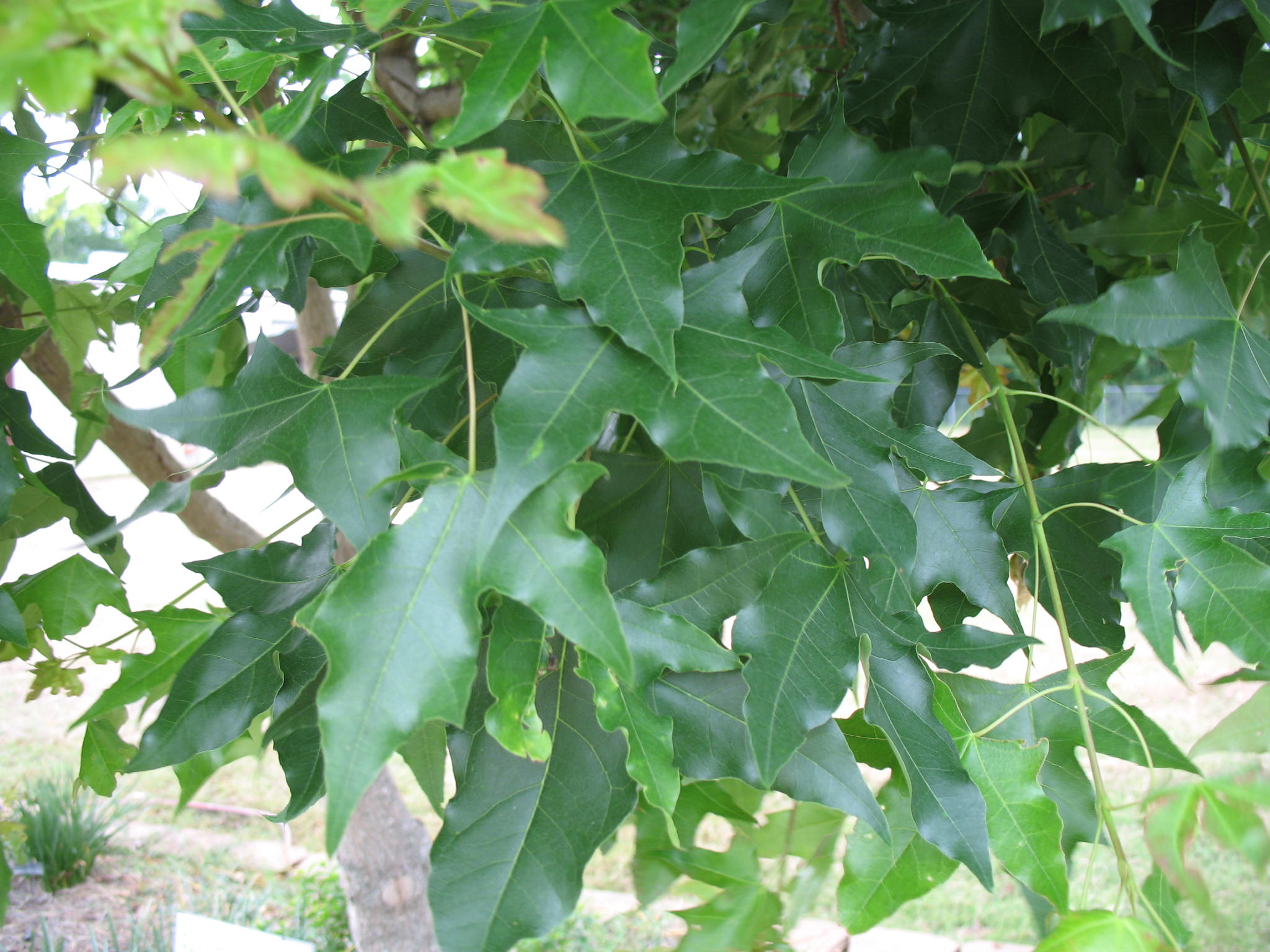 Acer truncatum / Shantung Maple (Purpleblow Maple)