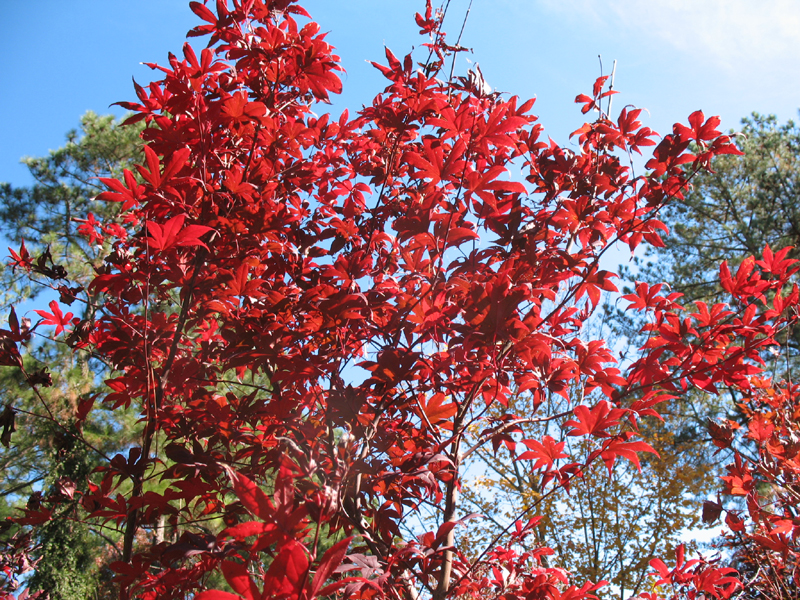 Acer palmatum 'Fireglow'  / Fireglow Japanese Maple