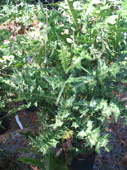 Acanthus spinosus / Acanthus spinosus