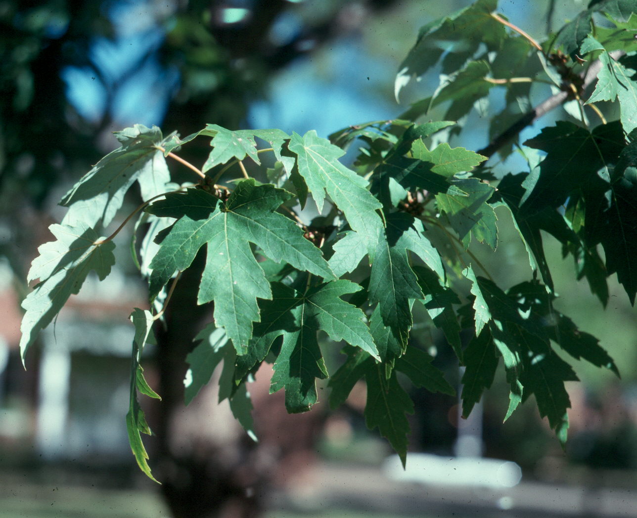 Acer saccharinum / Acer saccharinum