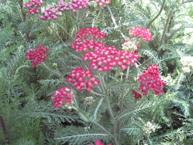 Achillea millifolium 'Cassis'  / Rose Yarrow