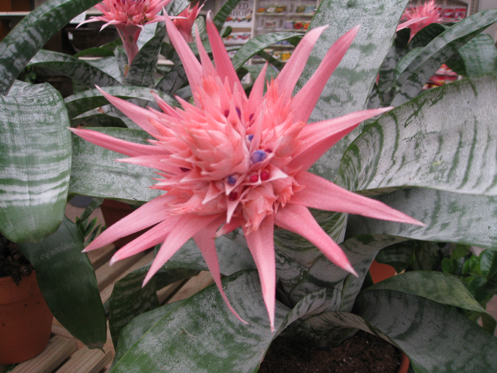 Aechmea species  / Aechemea Bromeliad