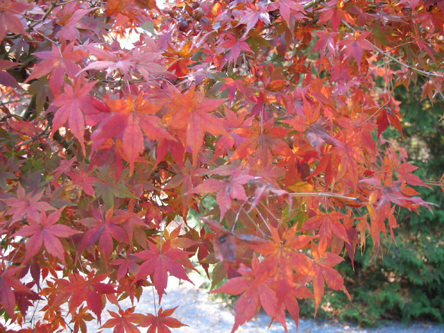 Acer palmatum 'Glowing Embers'  / Glowing Embers Japanese Maple