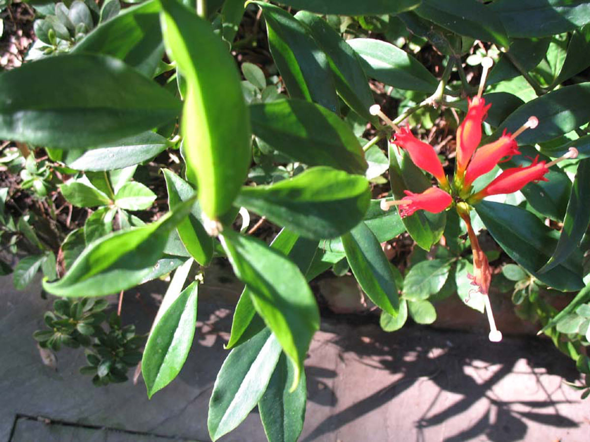 Aeschynanthus radicans / Aeschynanthus radicans