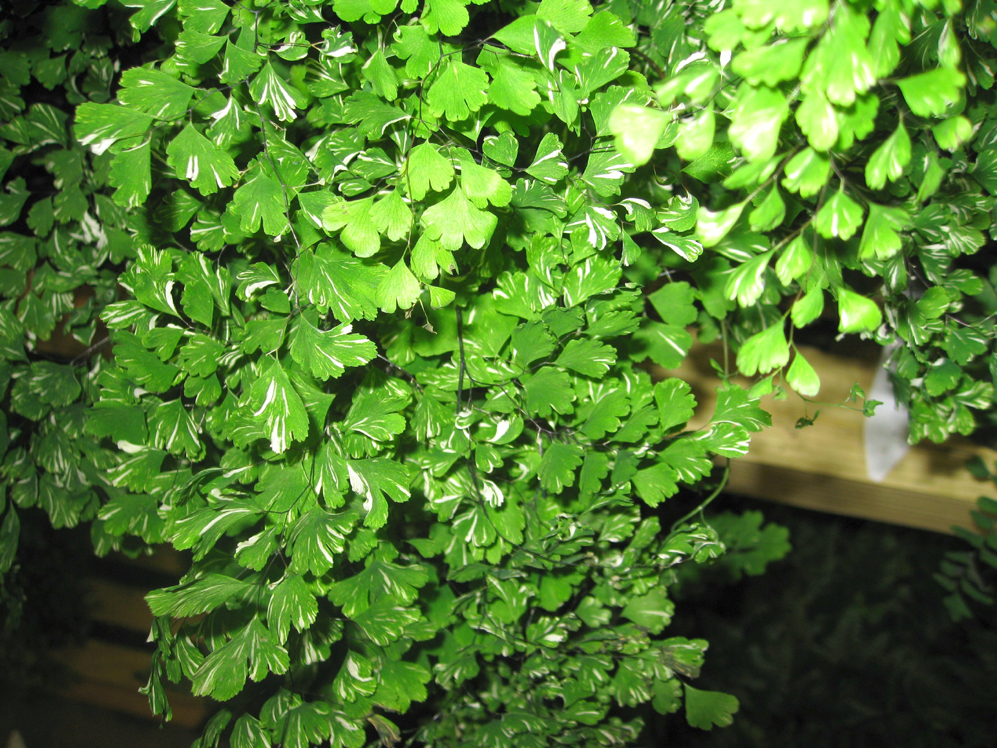 Adiantum raddianum 'Variegatum' / Adiantum raddianum 'Variegatum'