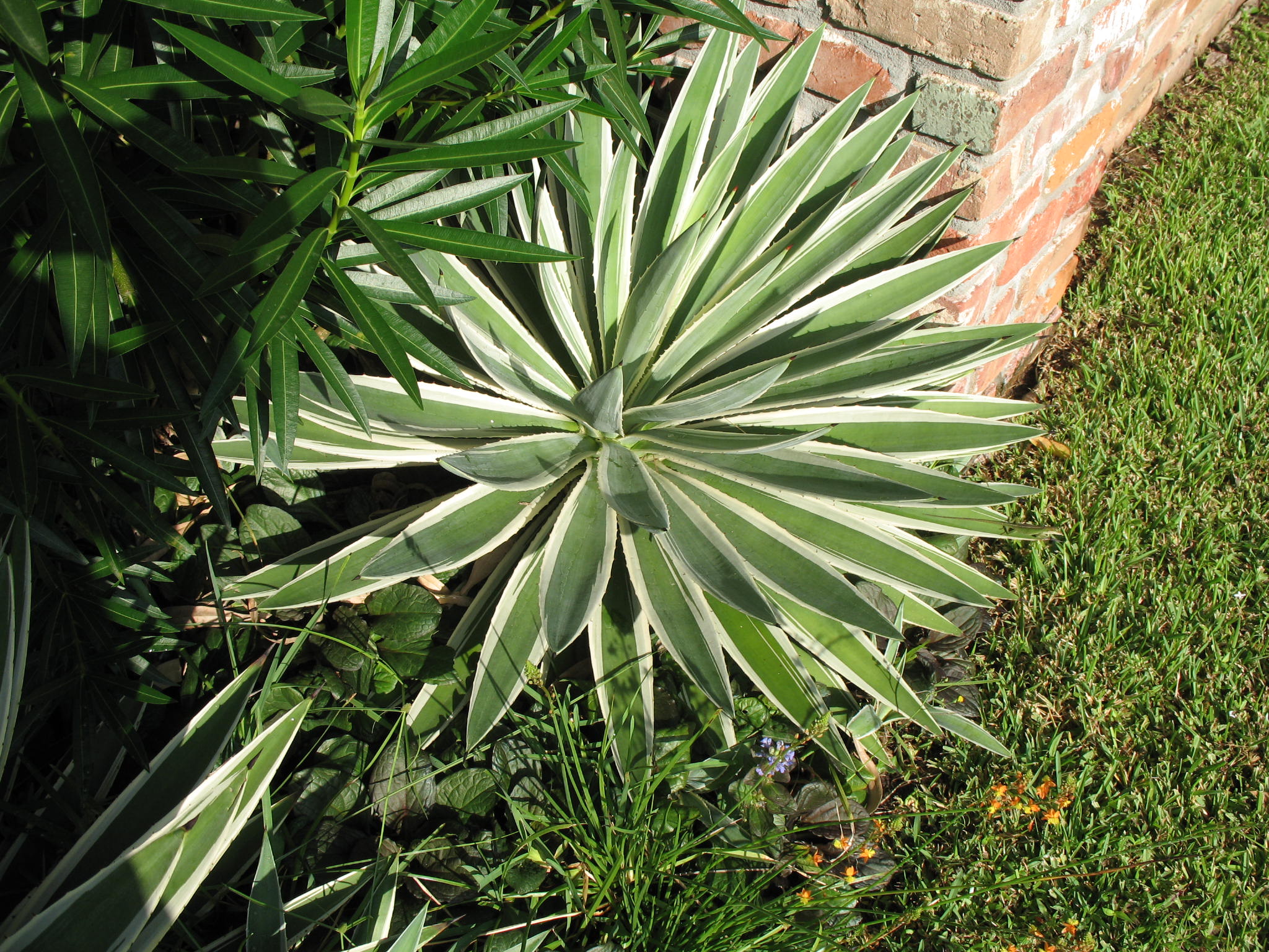 Agave angustifolia 'Marginata'  / Carribean Agave