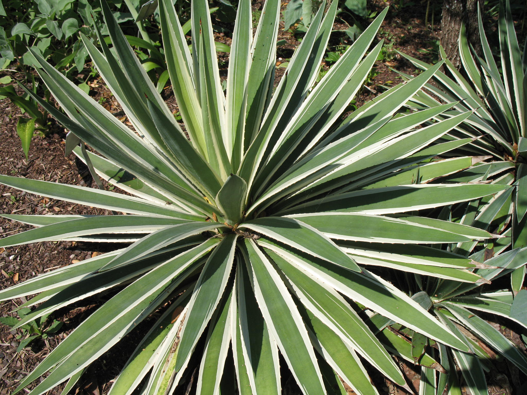 Agave tequilana 'Variegata'  / Agave tequilana 'Variegata' 