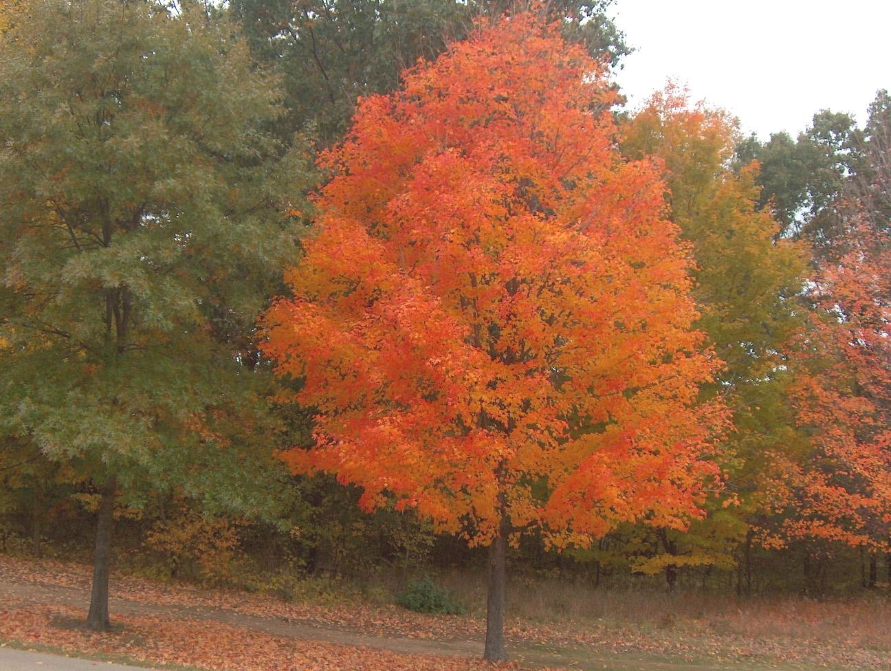 Acer saccharum / Sugar Maple