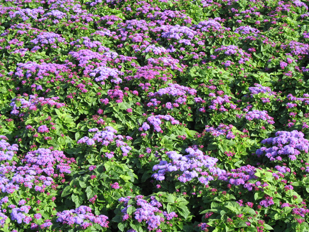 Ageratum houstonianum / Ageratum houstonianum