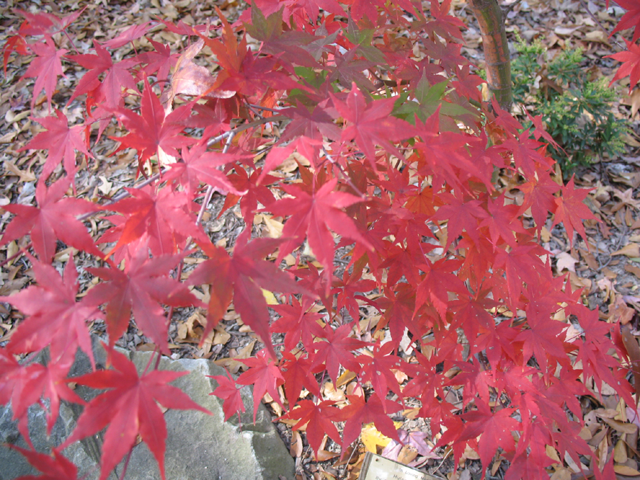 Acer palmatum 'Karasugawa'  / Acer palmatum 'Karasugawa' 