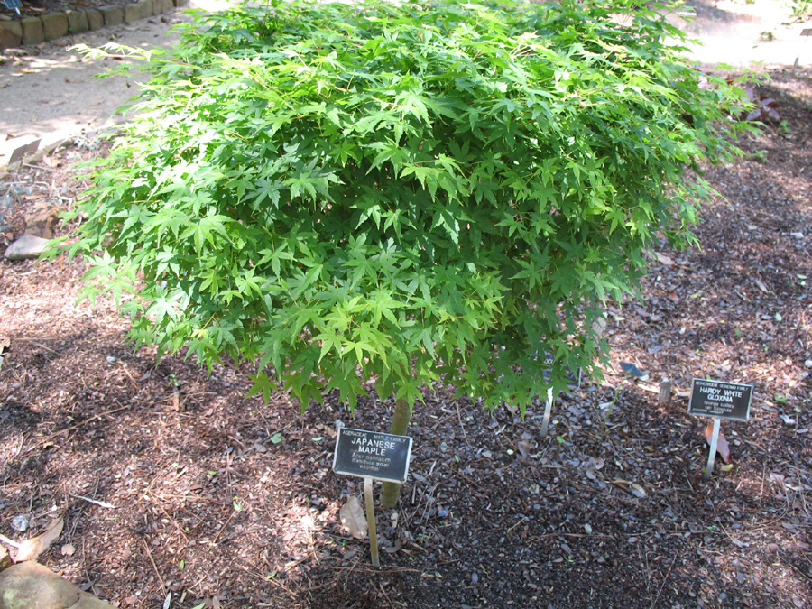 Acer palmatum 'Kashima'  / Acer palmatum 'Kashima' 