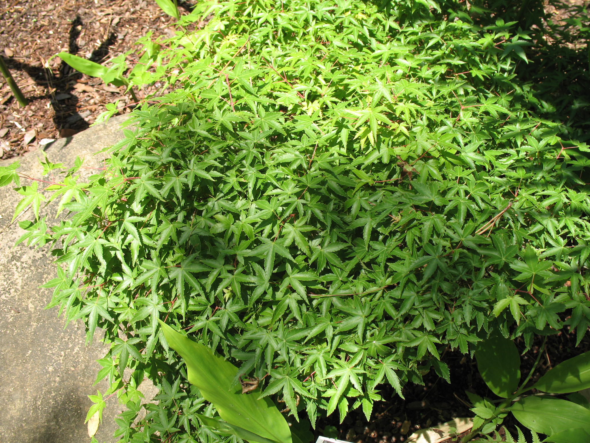 Acer palmatum 'Keyohime'  / Keyohime Japanese Maple