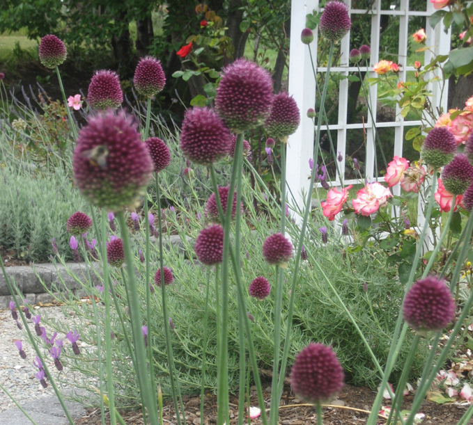 Allium sphaerocephalon / Drumstick Allium