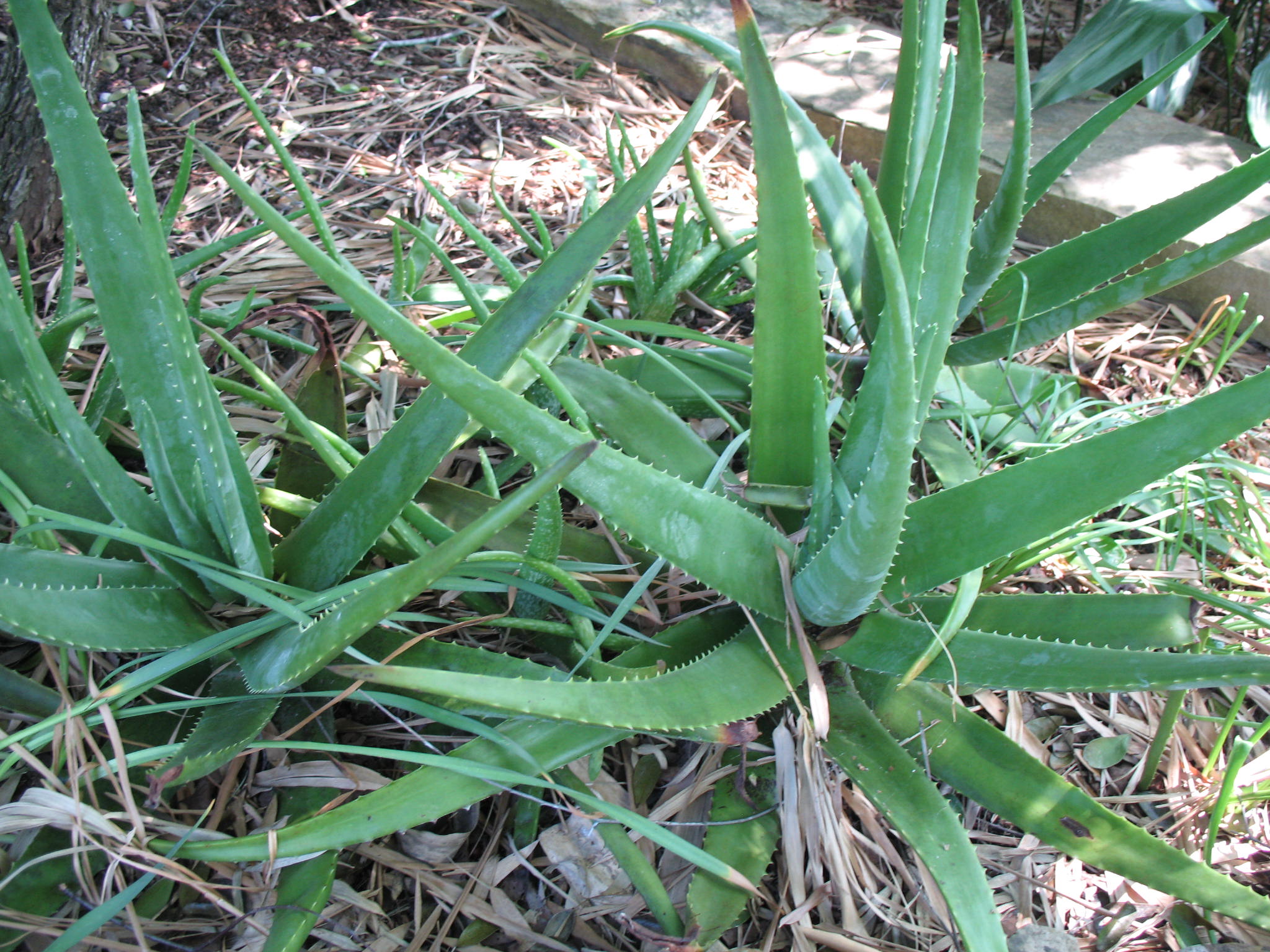 Aloe variegata  / Aloe variegata 