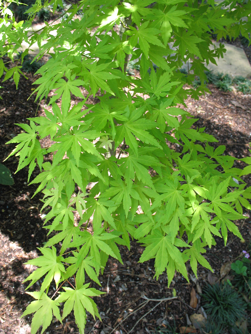 Acer palmatum 'Orange Dream'  / Orange Dream Japanese Maple