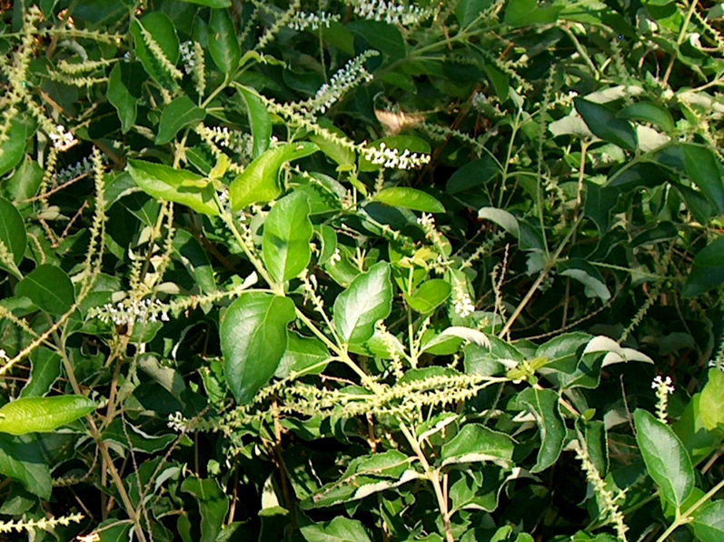 Aloyala virgata / Sweet Almond Tree