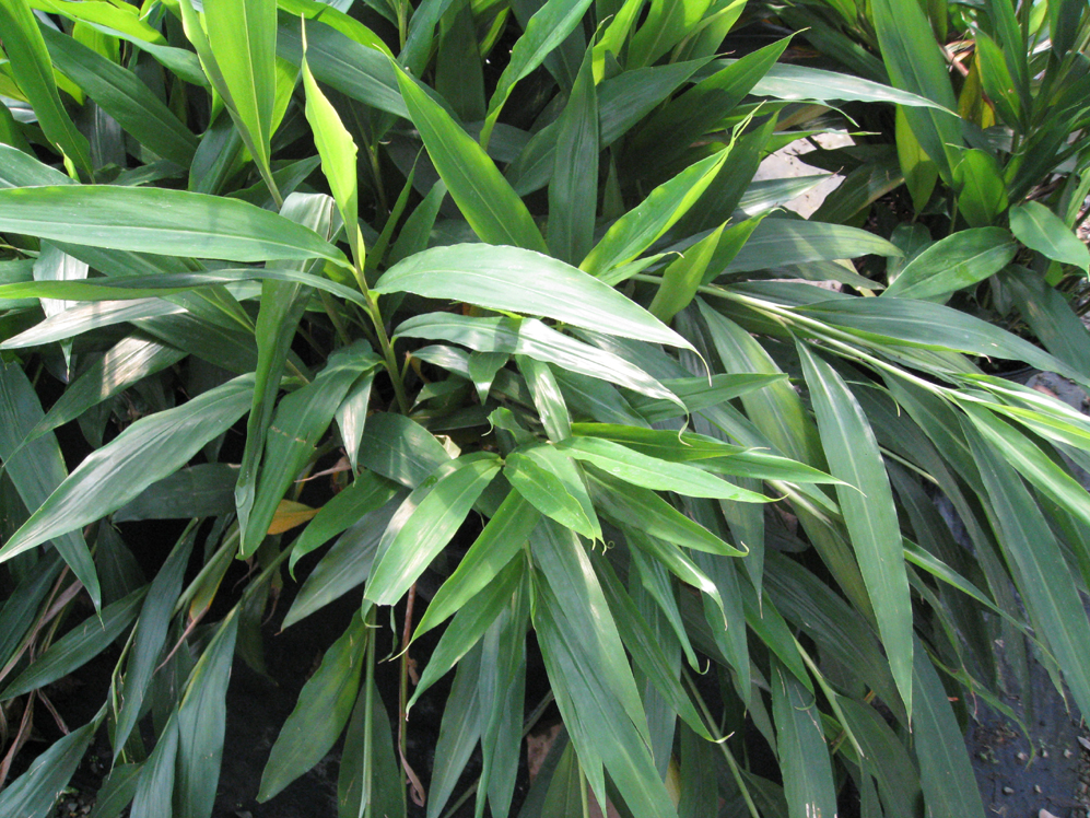 Alpinia nutans / Dwarf Cardamom Ginger