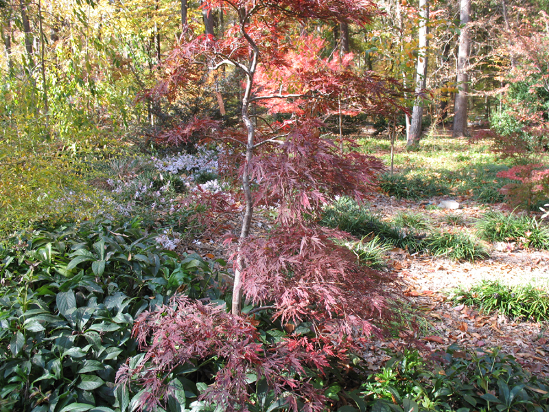 Acer palmatum 'Red Dragon' / Acer palmatum 'Red Dragon'