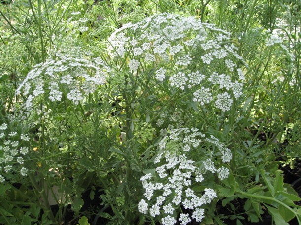 Ammi majus   / False Queen Ann's Lace