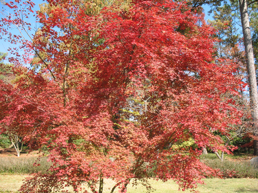 Acer palmatum 'Shindeshojo'  / Shindeshojo Japanese Maple