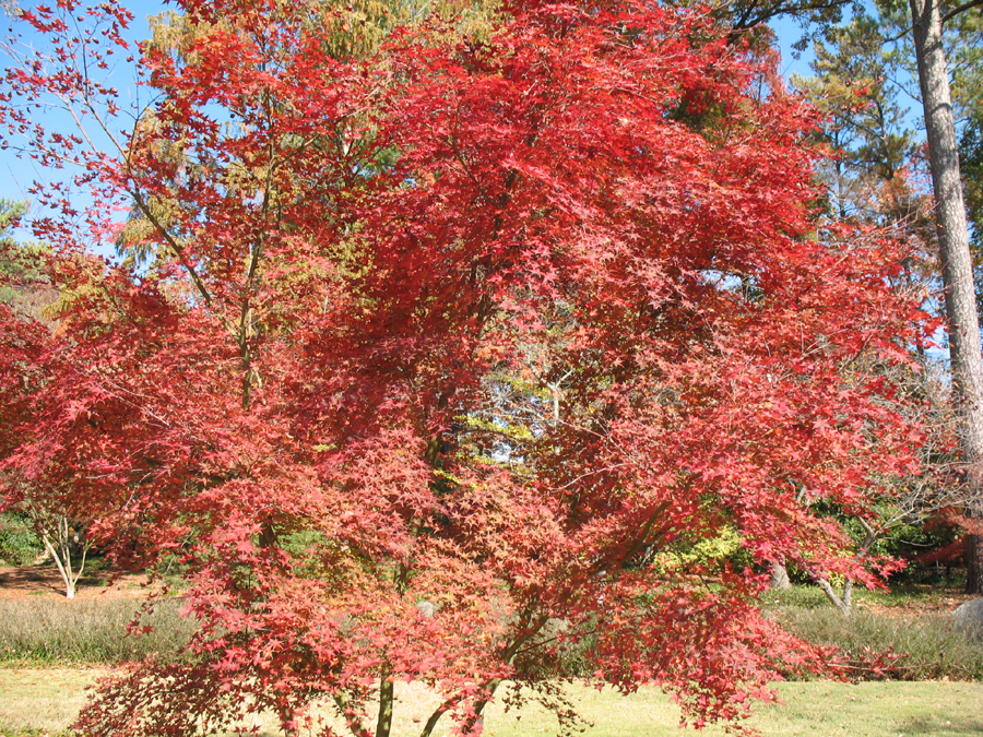 Acer palmatum 'Shindeshojo'  / Acer palmatum 'Shindeshojo' 