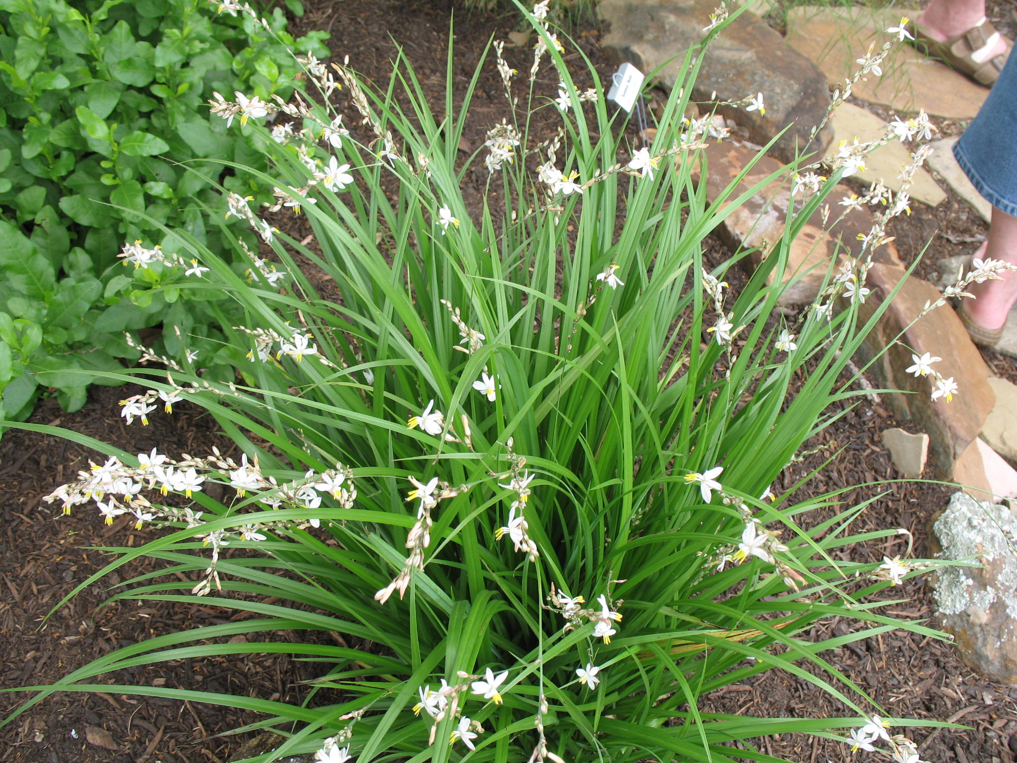 Anthericum saundersiae  / Shooting Star Lily