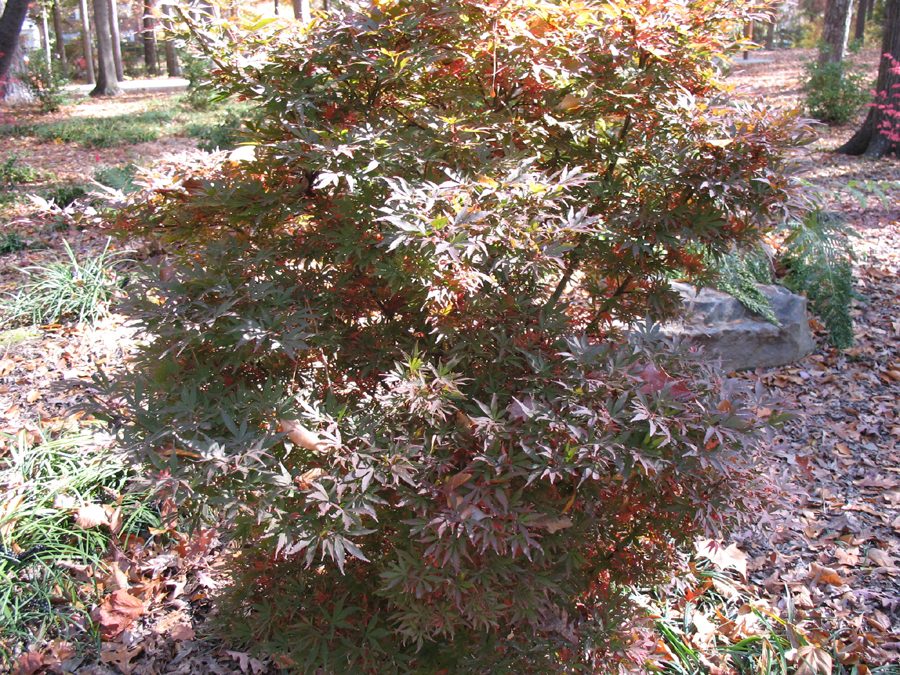 Acer palmatum 'Shaina' / Acer palmatum 'Shaina'