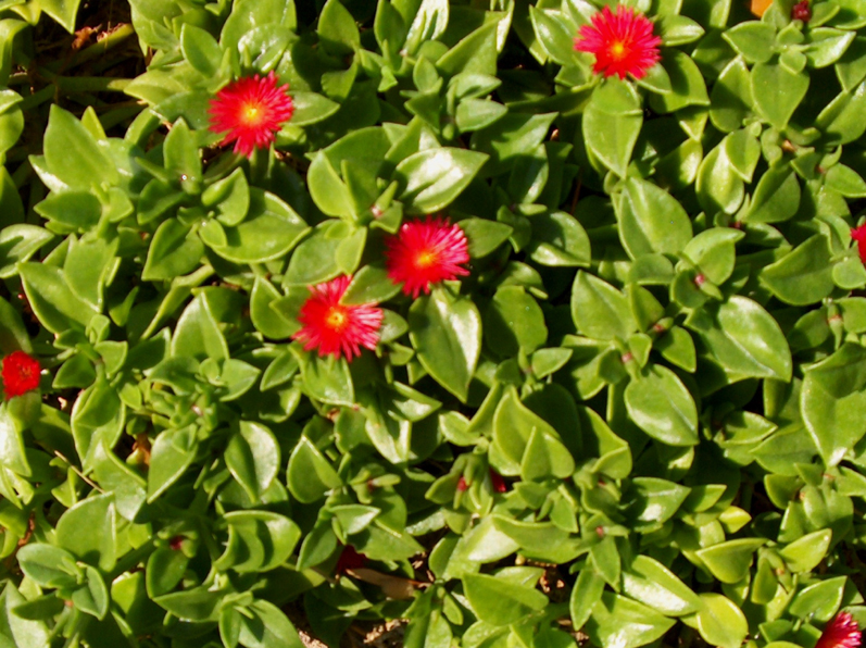 Aptenia cordifolia 'Baby Sun' / Aptenia cordifolia 'Baby Sun'