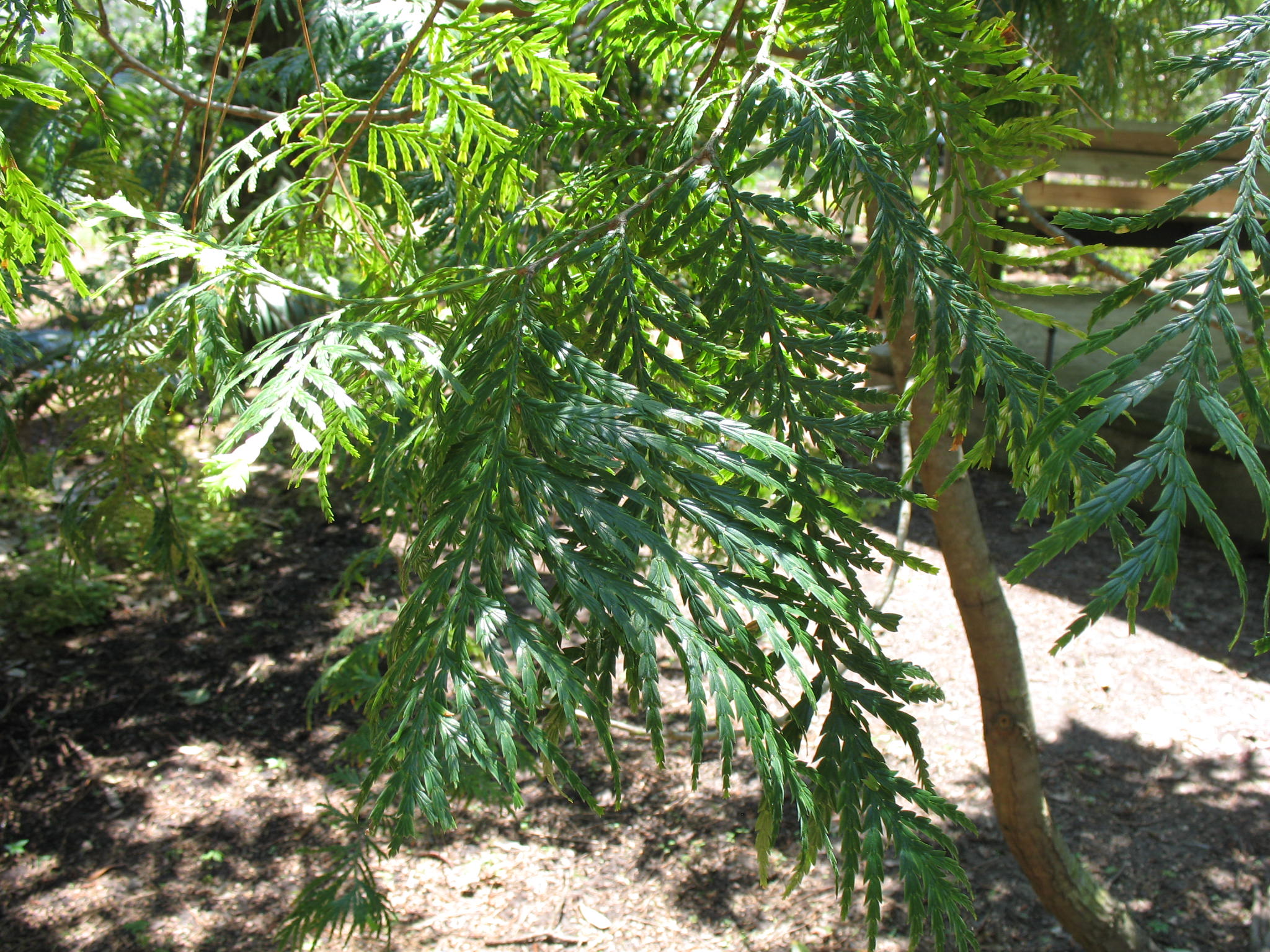 Araucaria cunninghamii    / Moreten Bay Pine, Hoop Pine