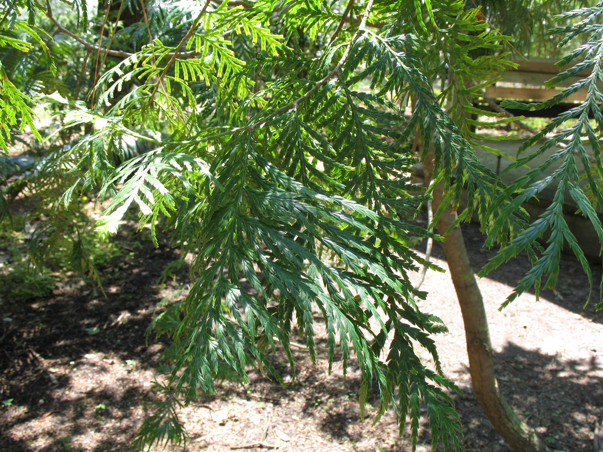 Araucaria cunninghamii    / Araucaria cunninghamii   