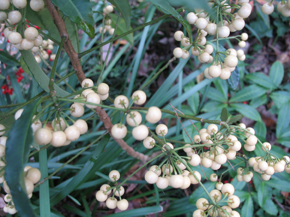 Ardisia crenata 'Alba' / Ardisia crenata 'Alba'