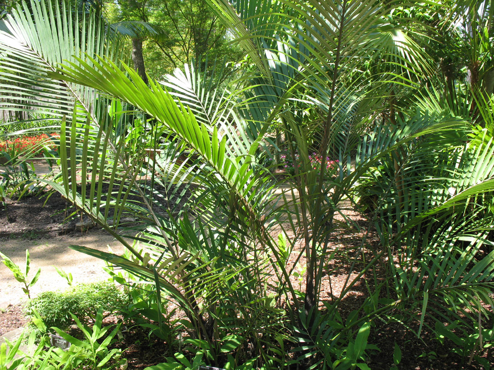 Arenga engleri  / Sugar Palm, Formosan Palm