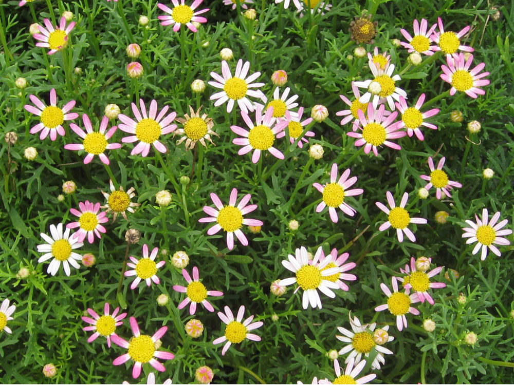 Argyranthemum frutescens / Boston Daisy, Cobbitty Daisy