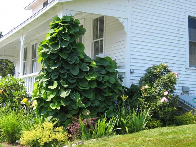 Aristolochia macrophylla / Dutchman's Pipe