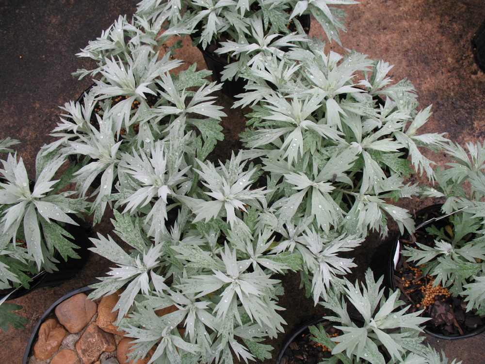 Artemisia  ludoviciana 'Valerie finnis' / Artemisia  ludoviciana 'Valerie finnis'