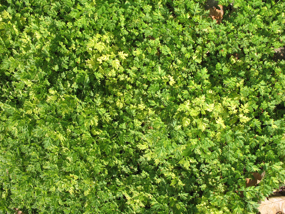 Artemisia vulgaris  / Artemisia vulgaris 