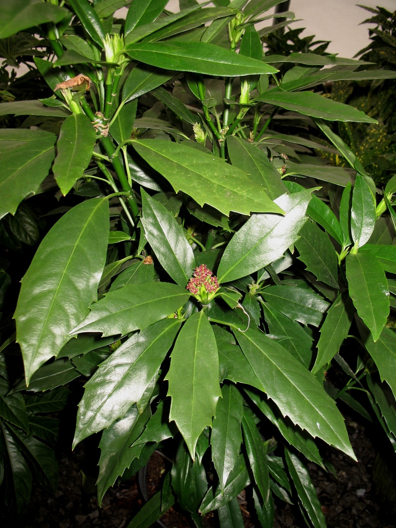 Aucuba japonica 'Serratifolia' / Japonese Sawtoothed Aucuba