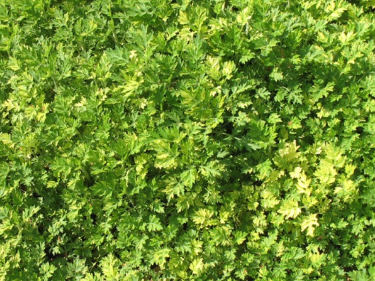 Artemisia vulgaris 'Oriental Limelight'  / Oriental Limelight Artemisia