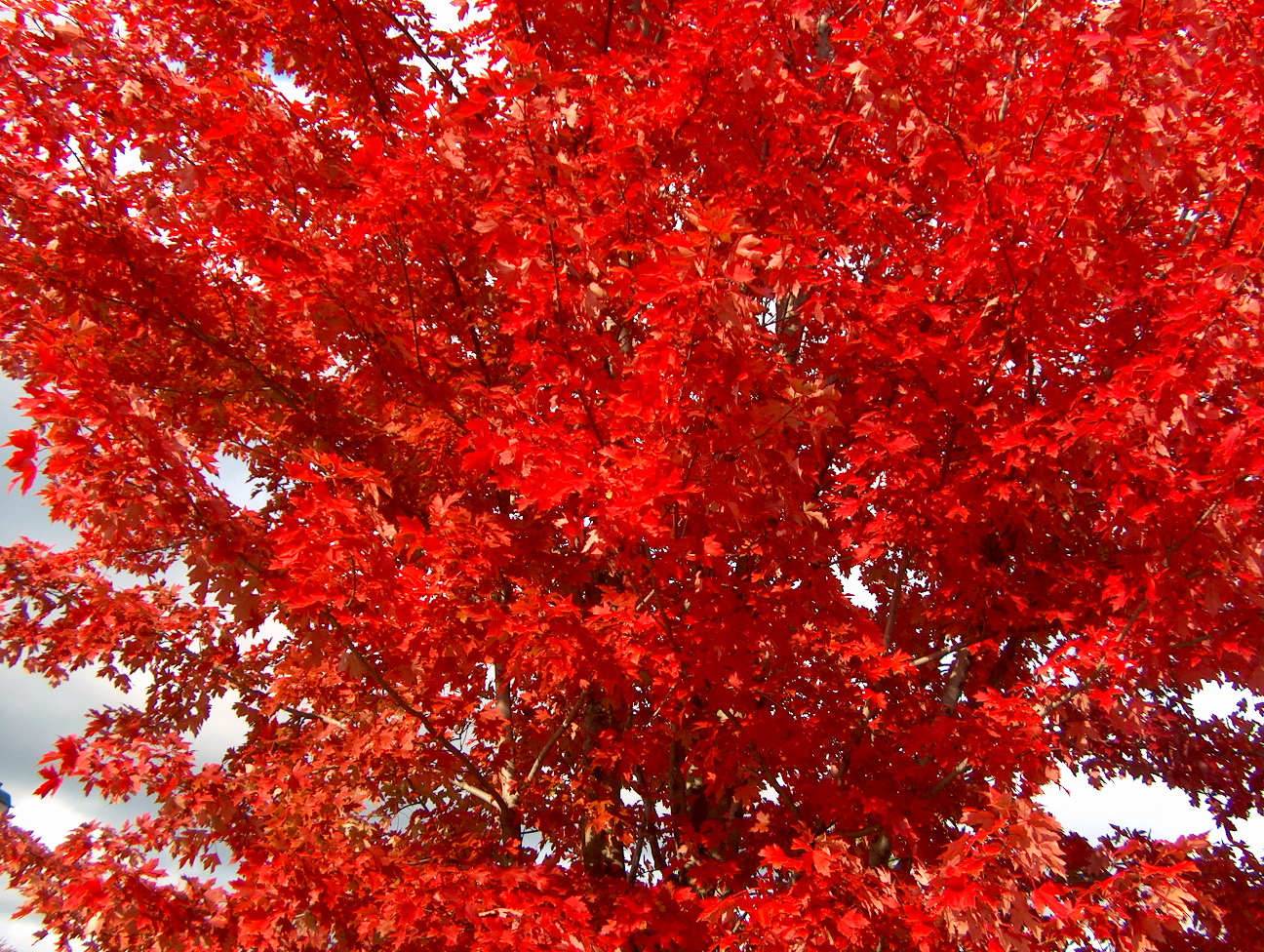 Acer x freemanii 'Autumn Blaze' / Autumn Blaze Maple