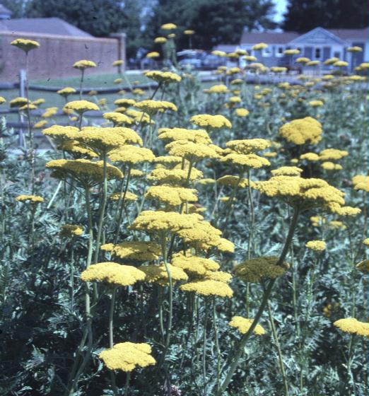 Achillea filipendulina 'Cloth of Gold' / Cloth of Gold Achillea