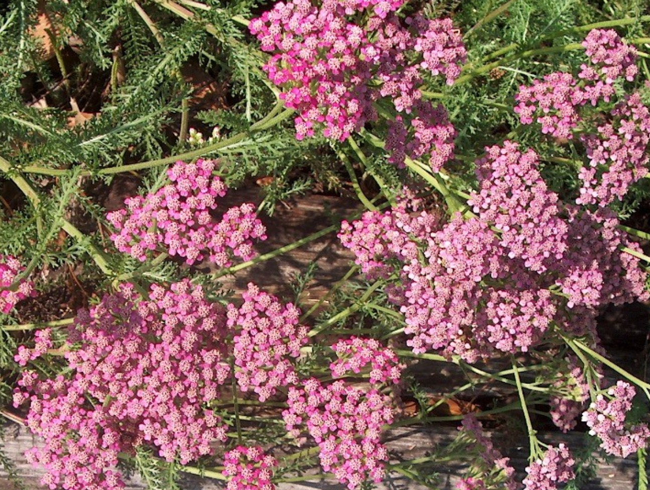 Achillea millefolium 'Summer Wine'  / Achillea millefolium 'Summer Wine' 