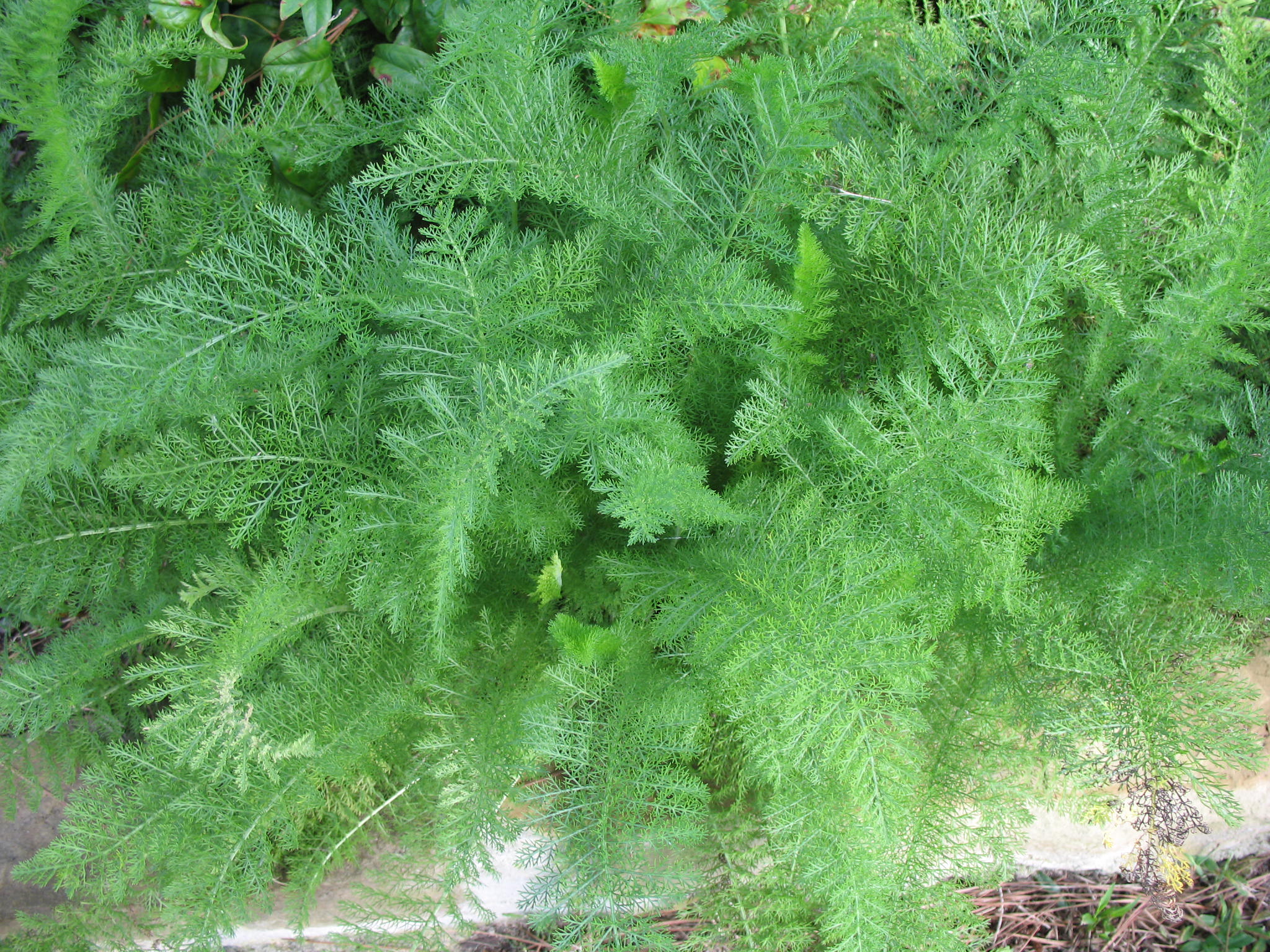 Achillea millefolium / Common Yarrow