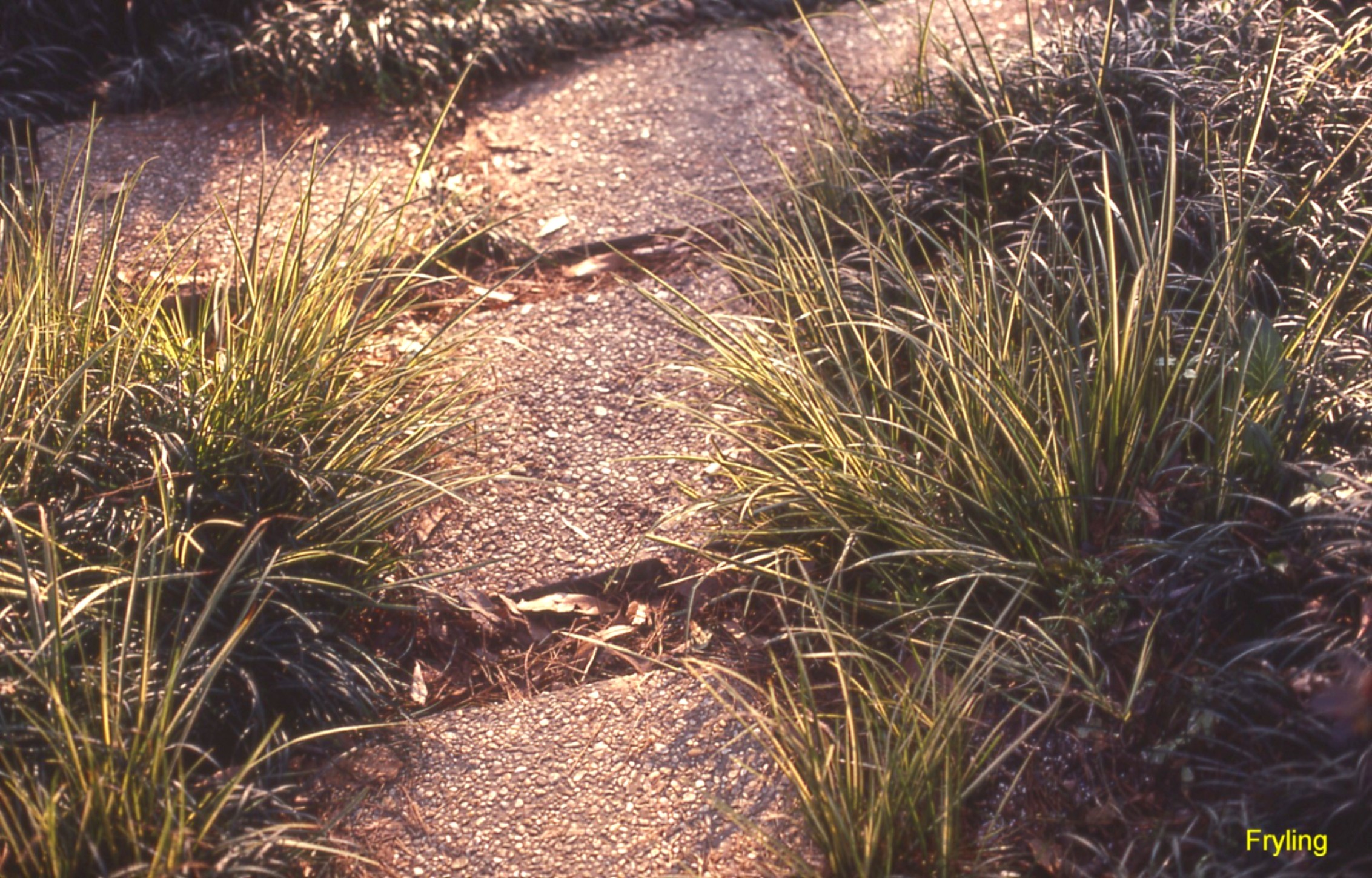 Acorus gramineus 'Variegatus'   / Variegated Sweet Flag